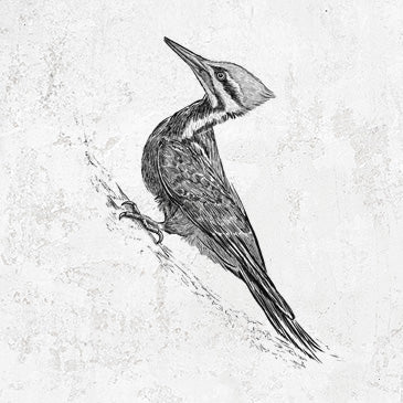 Pileated Woodpecker - Dryocopus pileatus