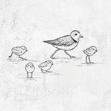 Piping Plovers - Charadrius melodus