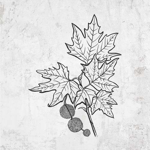 Platanus Orientalis - Oriental Sycamore Tree Stem with Leaves