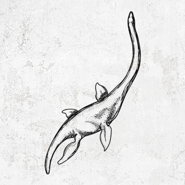 Plesiosaur - Plesiosaurus Dolichodeirus