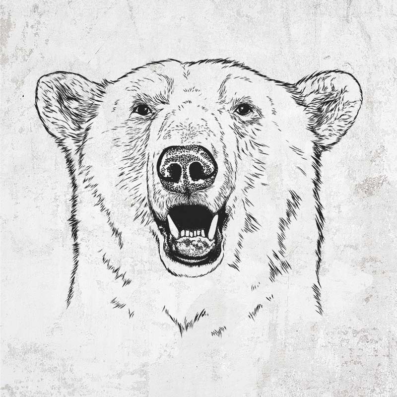 Ursus Maritimus - Polar Bear