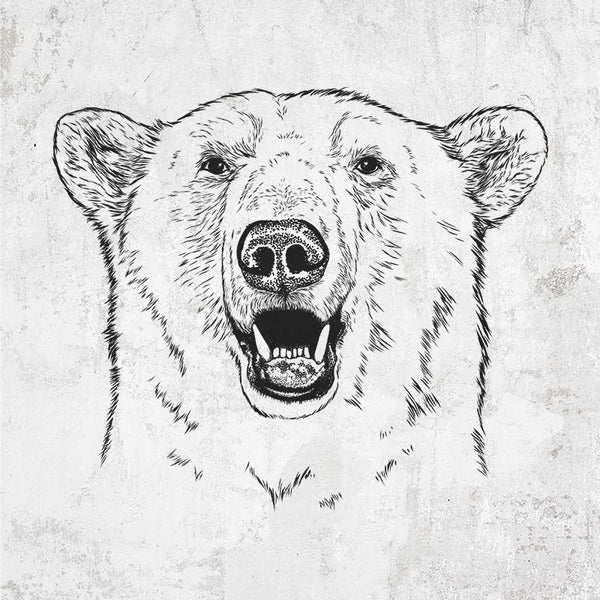 Polar Bear - Ursus maritimus