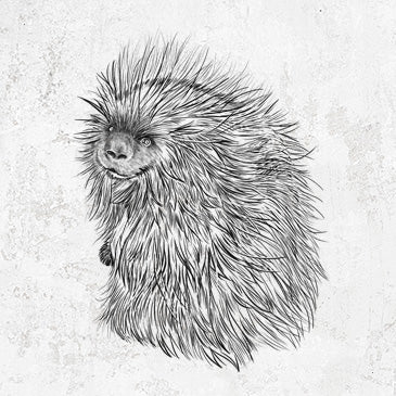 North American Porcupine - Erethizon dorsatum