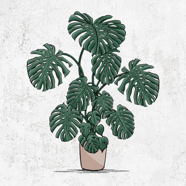 Potted Monstera Plant