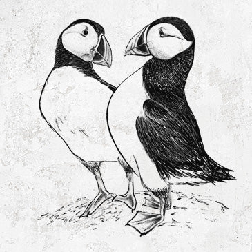 Atlantic Puffins Pair - Fratercula arctica