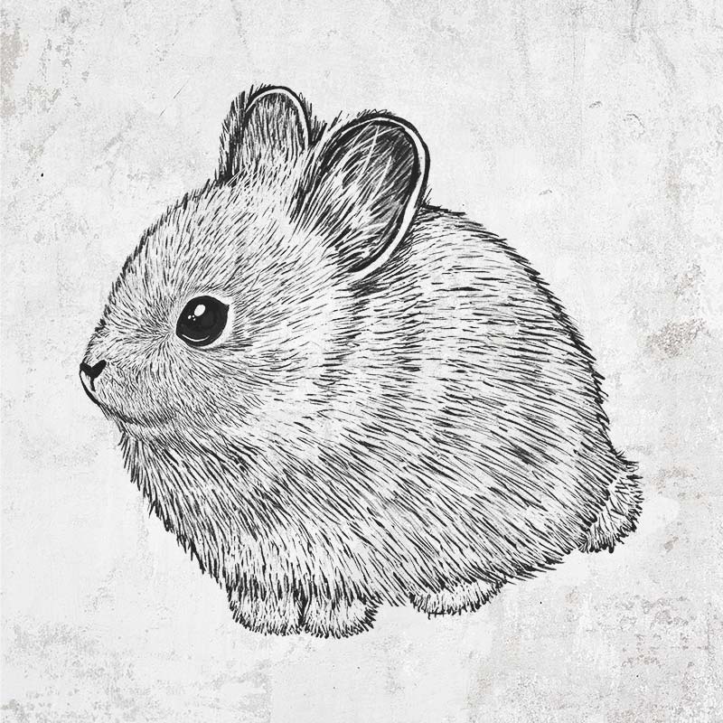 Columbia Basin Pygmy Rabbit