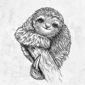 Pygmy Three-toed Sloth - Bradypus pygmaeus