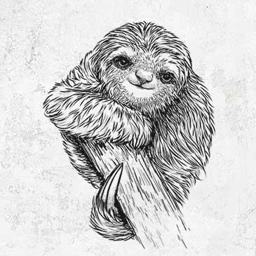 Pygmy Three-toed Sloth - Bradypus pygmaeus
