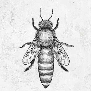 Queen Bee Apis Mellifera