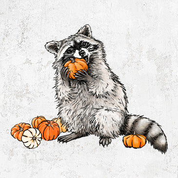 The Raccoon Pumpkin Bandit