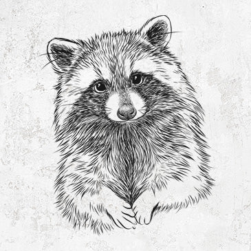 Raccoon - Procyon Lotor