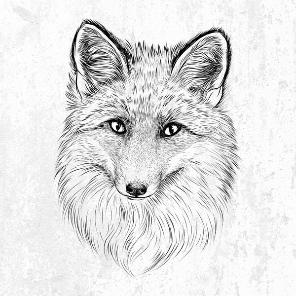 Red Fox - Vulpes vulpes