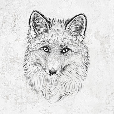 Red Fox - Vulpes vulpes