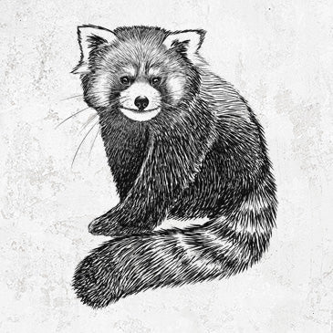 Red Panda - Ailurus fulgens styani