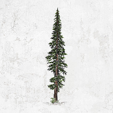 Lone Redwood