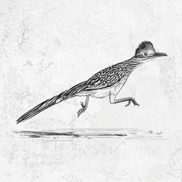 Greater Roadrunner illustration on apparel from Because Tees