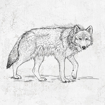 Detailed illustration of a grey wolf walking forward