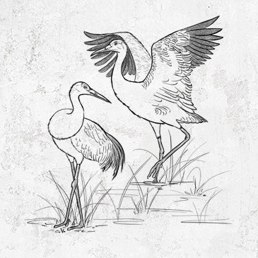 Sandhill Cranes - Grus canadensis