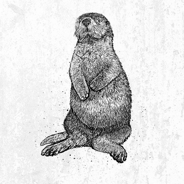 California Sea Otter - Enhydra lutris
