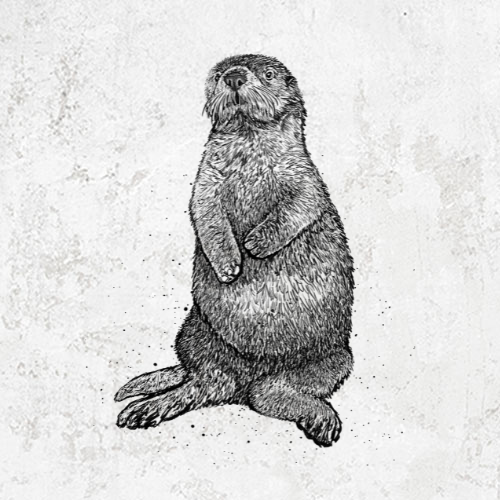 Enhydra lutris - California Sea Otter