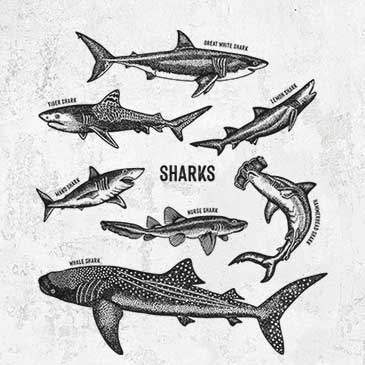 Shark Chart