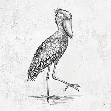 Shoebill Stork - Balaeniceps rex