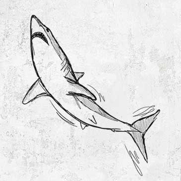 Shortfin Mako Shark