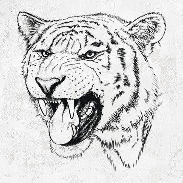 Siberian Tiger drawing Panthera tigris altaica