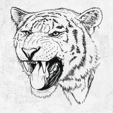 Siberian Tiger - Panthera tigris altaica