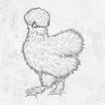 Silkie Chicken