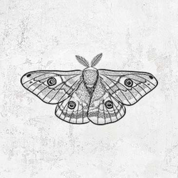 Detailed illustration Small Emperor Moth
