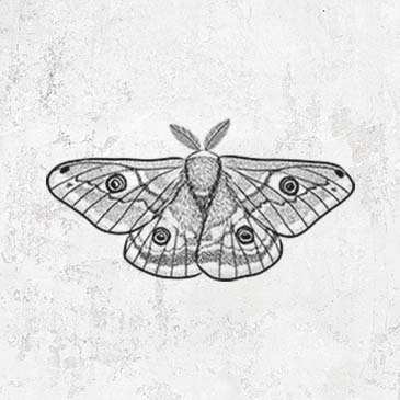Saturnia pavonia - Small Emperor Moth
