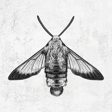 Snowberry Clearwing Moth illustration on apparel and gifts from Because Tees