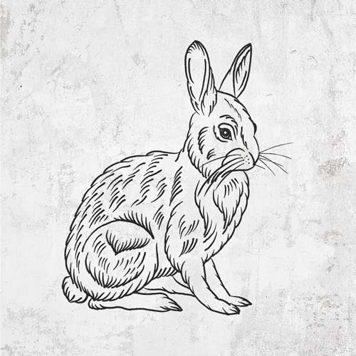 Snowshoe Hare