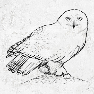 Stunning Snowy Owl artwork on BeCause Tees products