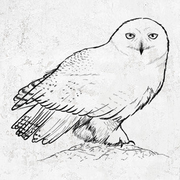 Snowy Owl - Bubo scandiacus