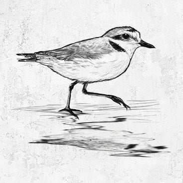 Western Snowy Plover - Charadrius nivosus nivosus