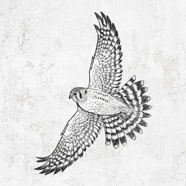 Soaring American Kestrel - Falco sparverius