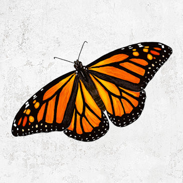 Vibrant Monarch - Danaus plexippus