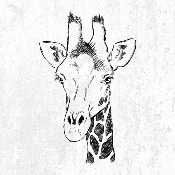 Southern Giraffe - Giraffa giraffa