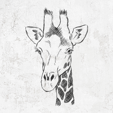 Southern Giraffe - Giraffa giraffa