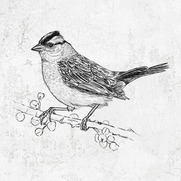 Stylish White-crowned Sparrow Inspired Products