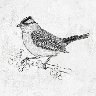 White-crowned Sparrow - Zonotrichia leucophrys