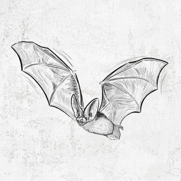 Spotted Bat Nocturnal Wildlife Tees and Gifts | Because Tees