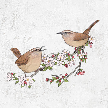 Two Carolina Wrens perched on flowering crabtree branch illustration
