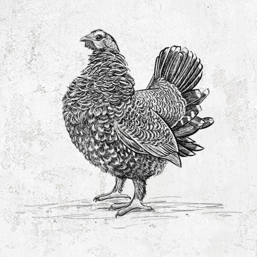 Male Spruce Grouse - Canachites canadensis