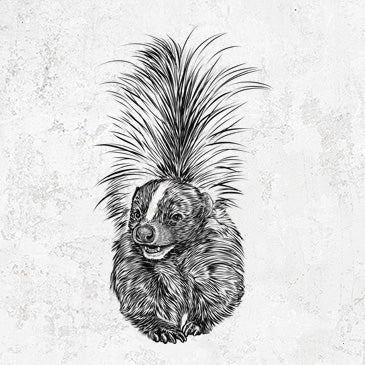 Striped Skunk - Mephitis mephitis