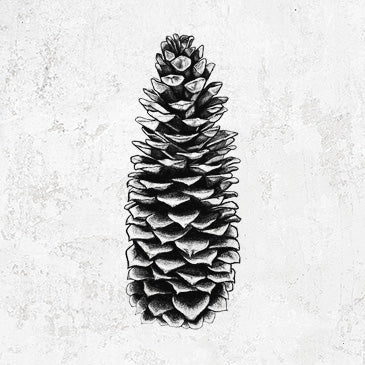 Sugar Pine Cone - Pinus lambertiana