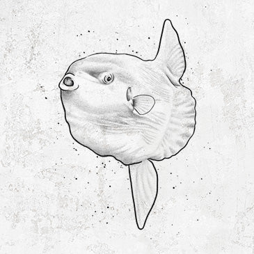 Ocean Sunfish Mola mola Inspired Tees and Hoodies