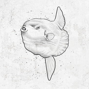 Ocean Sunfish - Mola mola